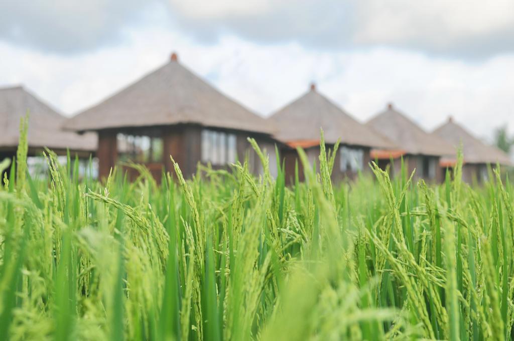 Taman Bintang Villa Ubud Exterior photo
